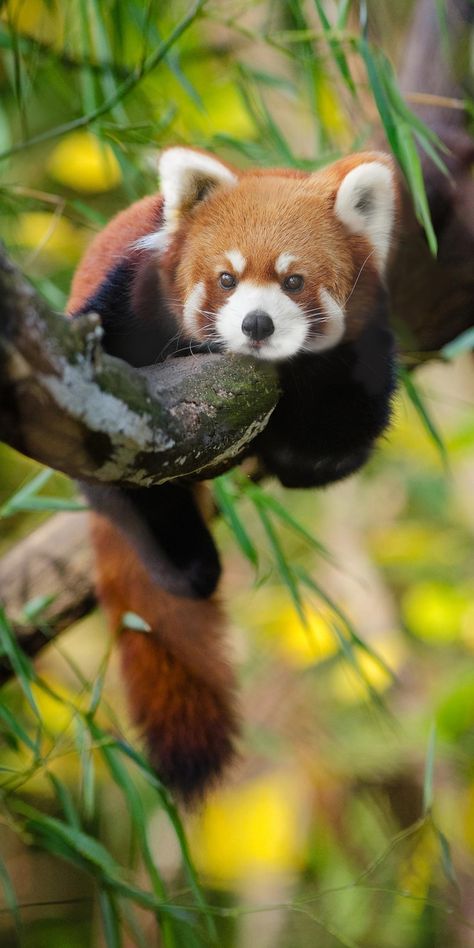 Panda Facts For Kids, Panda Facts, What Animal Are You, Animal Poses, Red Panda Cute, Red Panda Baby, Regard Animal, Cute Wildlife, Animals Drawing