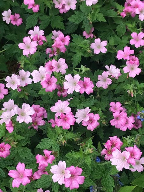 cutest pretty pink flowers bush insta backgorund wallpaper plants greenery green cute Pink And Green Flowers Aesthetic, Flowers Bush, Coquette Things, Xmas Flowers, Wallpaper Plants, Pretty Pink Flowers, Green Cute, Plant Wallpaper, Pink Room