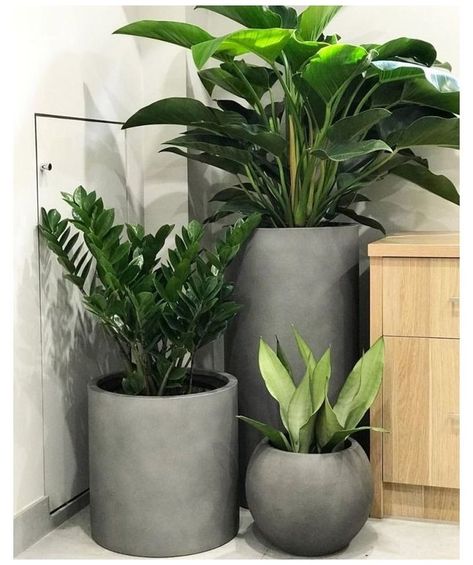 Plants Decoration Ideas, Stella Alonso, Twisted Lies, Potted Plants Outdoor, Balcony Plants, Plant Decor Indoor, Outdoor Pots, Office Plants, Outdoor Gardens Design