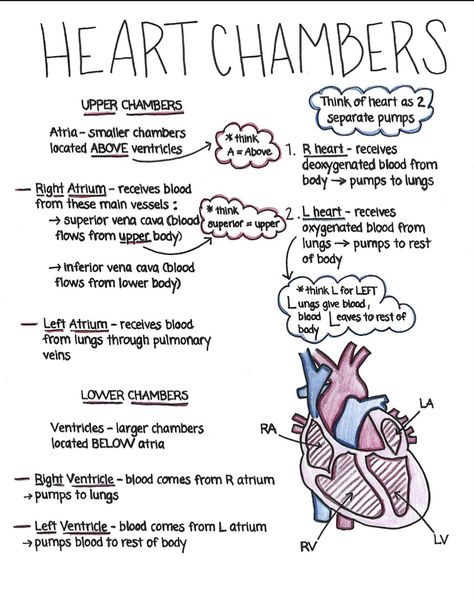 Nurse Notes Aesthetic, Ekg Study Notes, Nurse Terminology, Nurse Study Notes Medical Students, Emt Notes Cheat Sheets, Vtne Study Notes, Nurse Study Notes Heart, Medical Notes Aesthetic, Cardiovascular System Notes Nursing