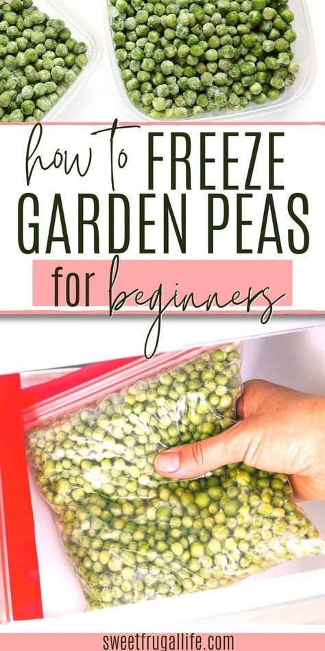 Freezing Peas, Canning Peas, Fresh Pea Recipes, Garden Preservation, Freeze Vegetables, Freezing Food Guide, Freezing Peppers, Garden Peas, Save Money On Food