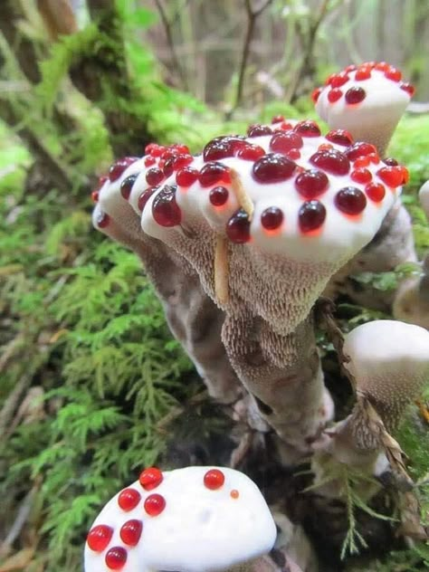 Cool Mushrooms, Mushroom Pictures, Slime Mould, Plant Fungus, Gothic Garden, Mushroom Fungi, Wild Mushrooms, Mushroom Art, Pretty Plants