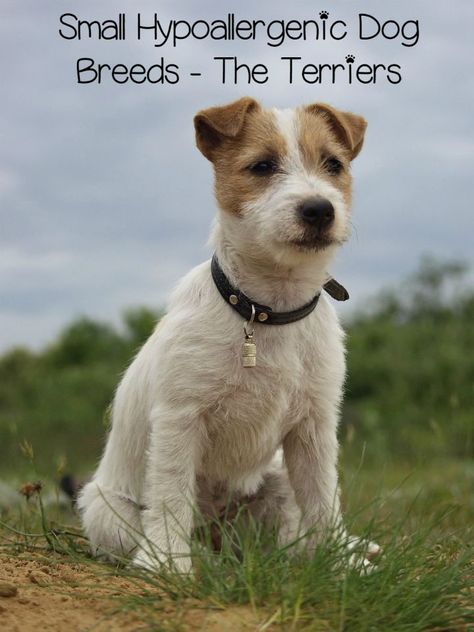 Small Hypoallergenic Dog Breeds - Terriers - DogVills Medium Small Dogs Breeds, Types Of Terriers Dog Breeds, Small Terrier Breeds, Dog Recall Training, Train Puppy, Zelda Cake, Best Small Dog Breeds, Breeding Dogs, Dog Recall