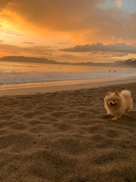 Dog On Beach Photography, Preppy Pomeranian, Pomeranian Dog Wallpaper, Pomeranian Puppy Aesthetic, Puppies At The Beach, Pomeranian Wallpaper, Pomeranian Aesthetic, Cat And Dog Together, Dogs Pomeranian