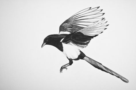 Magpie | Renée Pawluk Magpie Tattoo Men, Magpie Flying, Magpie Drawing, Magpie Feather, Magpie Tattoo, Eurasian Magpie, Magpie Art, Crows Drawing, Feather Tattoo