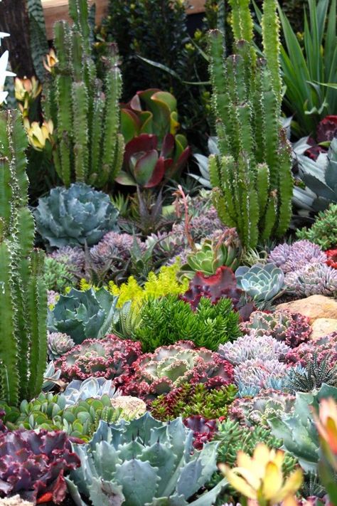 Shade Succulents Outdoor, Outdoor Succulents, Succulent Garden Outdoor, Succulent Rock Garden, Succulent Landscape, Succulent Garden Landscape, Eco Outdoor, Succulent Landscape Design, Australian Native Garden