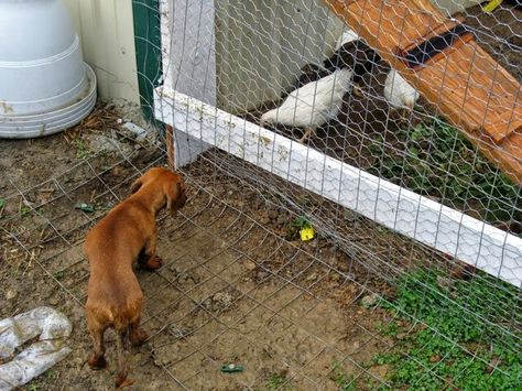 The Chicken Coop Blog: Predator Proofing Your Chicken Coop Herbs For Chickens, Urban Chicken Farming, Chicken Pen, Chicken Tractors, Diy Chicken Coop Plans, The Chicks, Chicken Life, Chicken Run, Chicken Coop Designs