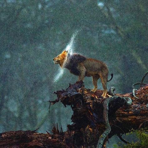 Lions of Tanzania (Serengeti, Ngorongoro and others) Beautiful Dogs Photos, Macro Photographers, Fallen Tree, Dream Photography, Male Lion, Wildlife Photographer, Jungle Animal, Wildlife Photos, Big Guy