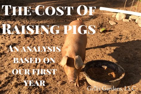 Raising Hogs For Meat, Raising Pigs For Meat Small Farm, Raising Pigs For Meat, Backyard Pigs, Meat Pigs, Farming Knowledge, Farming 101, Farming Animals, Commercial Farming