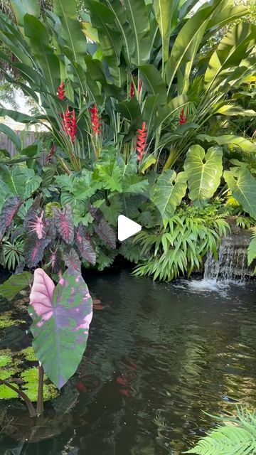 Enid Offolter on Instagram: "A little shot of the pond this evening. We haven’t had much rain this year, so all the plants are clustered around the pond throwing roots in. 🥵 🌱  . . . . #plantstagram #plantlove #plantsplantsplants #aroidaddicts #aroid #aroidsofinstagram #anthurium #aroids #philodendron" Aroids Plants, The Pond, May 27, Garden Art, Instagram A, Garden Design, This Year, Plants, On Instagram