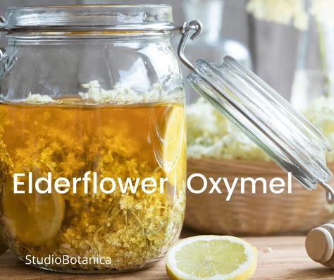 How to make Herbal Oxymels + WHY you will want to get busy! - Studio Botanica Oxymel Recipe, Living Seasonally, Herbal Alchemy, Barbara Oneil, Medicine Recipes, Apothecary Design, Homemade Body Care, Herbal Medicine Recipes, Fire Cider