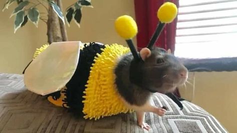 Bee Meme, Rat Costume, Born In May, Mouse Photos, Bee Costume, Bee Bee, Cute Rats, Pet Rats, Me Me