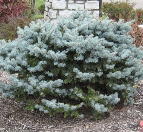 Globe Blue Spruce, Bushes And Shrubs, Plant Store, Landscaping Retaining Walls, Witch Garden, Grasses Landscaping, Foundation Planting, Garden Shrubs, Landscape Plan