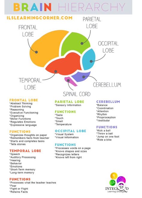 Brain Project, Brain Anatomy And Function, Brain Diagram, Brain Regions, Studie Hacks, Nursing 101, Psychology Notes, Encouraging Art, Psychology Studies