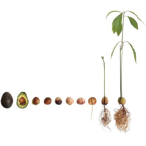 Avocado Seed Growing How To, Avocado Sprouting, Plant An Avocado Seed, Avocado Grow, Avocado Vase, Grow Avocado From Pit, Avocado Growing, Avocado Plant From Seed, Avocado Seed Growing