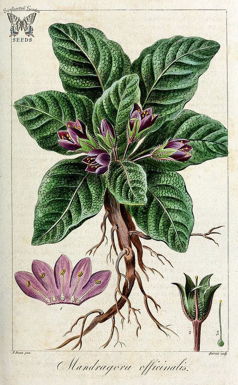 Mandrake. Mandragora officinarum [as Mandragora officinalis] Herbier général de l’amateur, vol. 8 (1817-1827) Mandrake Root, Poison Garden, Poisonous Plants, Illustration Botanique, Modern Witch, Scientific Illustration, Botanical Drawings, Botanical Flowers, Vintage Botanical