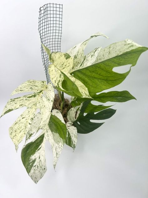 Mastering Care for Epipremnum Pinnatum Marble Variegated Epipremnum Pinnatum Marble, Epipremnum Pinnatum, Climbing Vines, Professional Advice, Low Maintenance Plants, Water Me, Unique Plants, Yellow Leaves, Plant Collection