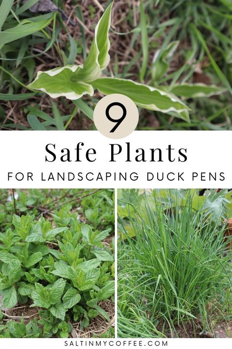 Need landscaping ideas for your duck pen? These sturdy and non-toxic perennials for duck runs are great for adding shade, beauty, and even food to your ducks’ environment! Not all plants stand up to the heavy attention that penned ducks can give to greenery. And not all common landscaping plants are safe for ducks to eat. This list helps take the guesswork out of some of the best go-to plants for adding green ground cover to your duck yard. Plants For Duck Pen, Diy Duck Coop Ideas, Outdoor Duck Pen, Duck Area In Backyard, Duck Coop And Run Ideas, Goose Pen Ideas, Chicken And Duck Coop Ideas, Duck Garden Ideas, Duck Yard Ideas