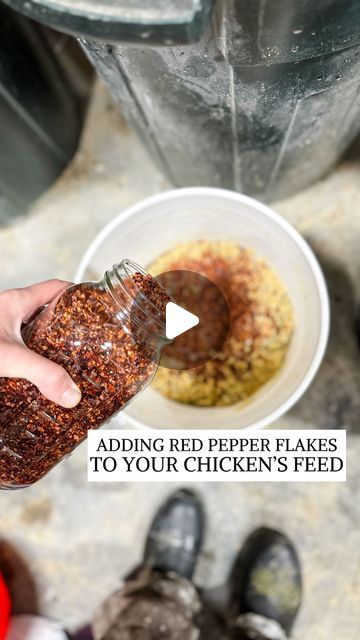 Red Pepper Flakes For Chickens, Chicken Care, Sense Of Taste, Chicken Nesting Boxes, Crazy Chicken, Crazy Chicken Lady, Chicken Lady, Red Chili Flakes, Chicken Feed