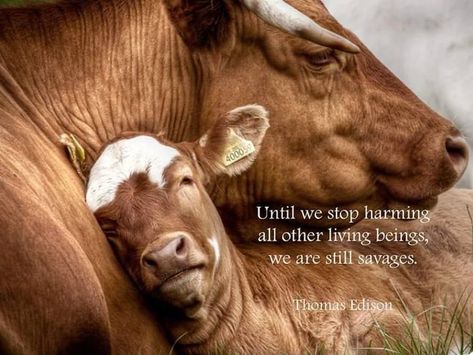 Hungry Children, Animal Activism, Vegan Quotes, Animal Liberation, Stop Animal Cruelty, Vegan Animals, Save Animals, Vegan Life, Animal Quotes