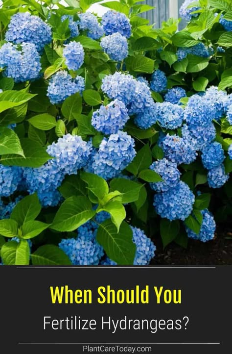 When should you fertilize Hydrangea plants? Hydrangeas are popular plants loved for their beautiful colors and ability to thrive in shade or sun. We share details on the when of fertilizing Hydrangeas. Sun Loving Hydrangea, When To Plant Hydrangeas In Ground, How To Fertilize Hydrangeas, How To Care For Hydrangeas, Best Hydrangeas For Full Sun, Planting Hydrangeas In Ground, Fertilizer For Hostas, Best Fertilizer For Hydrangeas, Hydrangea And Hostas Landscaping