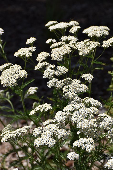 Achellia Flower, Yarrow Flower Aesthetic, Yarrow Aesthetic, Achillea Plant, Achillea Flower, Yarrow Garden, Common Yarrow, White Yarrow, Yarrow Plant