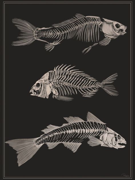 Academia Posters, Dark Academia Posters, Academia Aesthetic Wallpaper, Skeleton Fish, Dark Academia Art, Art Academia, Fish Bones, Animal Skeletons, Biology Art