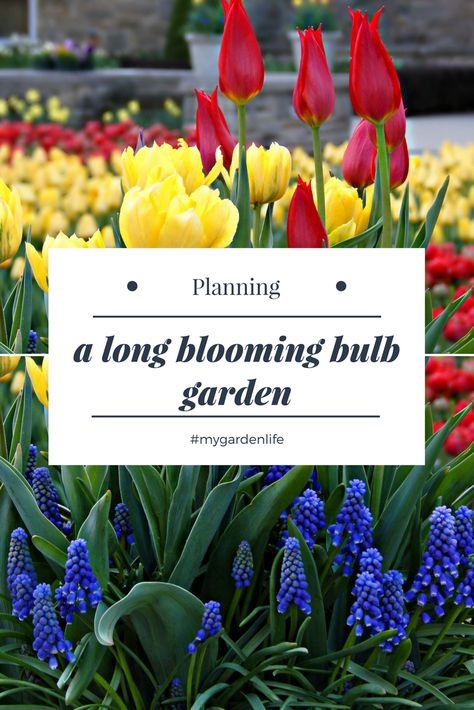 Bulb Layout Garden, Spring Bulb Layering, Bulb Garden Plan, Spring Bulb Meadow, Bulb Blooming Chart, 3 Season Bulb Garden, Bulb Landscaping Ideas, Layering Bulbs In Garden, Bulb Layering Gardens