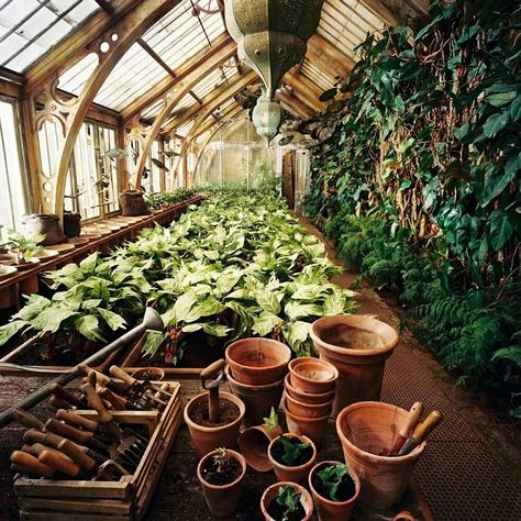 Harry Potter Hufflepuff Aesthetic, Conservatory Garden, Home Greenhouse, Pergola Design, Ivy House, Ivy Plants, Images Harry Potter, Hogwarts Aesthetic, Greenhouse Plans