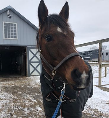 The weather is getting chillier, and with that comes the debate on whether or not to blanket your horse. Here we have some tips on how to help you determine if your horse would benefit from a blanket. Read them here: bit.ly/keeping-horses-warm-in-winter #uspc #usponyclubs #blanketing #winter Extreme Weather Events, Body Condition, Winter Weather, Future Life, Body Heat, A Blanket, In The Winter, Winter Months, The Winter