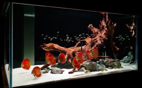 Contemporary fish tank crafted in hues of captivating red looks more like a lasting work of art Modern Fish Tank, Discus Tank, Discus Aquarium, Saltwater Aquariums, Custom Aquarium, Amazing Aquariums, Aquarium Maintenance, Fish Tank Design, Aquascape Design