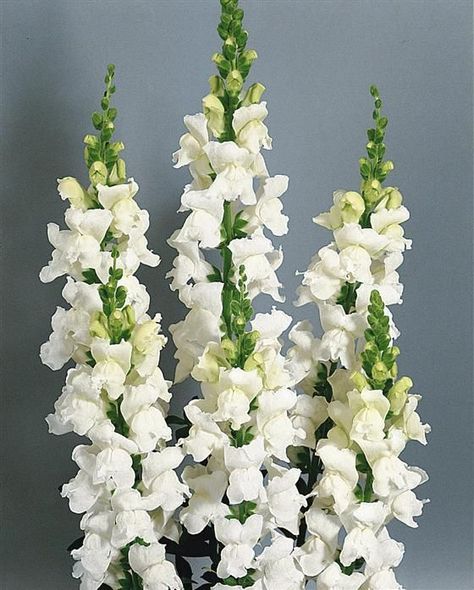 Snapdragon Seeds, Snap Dragon, Snapdragon Flowers, Cut Flower Garden, Moon Garden, Line Flower, White Gardens, Types Of Flowers, Flower Photos