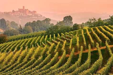 Barolo in depth: Castiglione Falletto plus 10 wines worth seeking out https://www.decanter.com/premium/barolo-in-depth-castiglione-falletto-plus-10-wines-worth-seeking-out-476212/ #recipes #wine European Bucket List, In Depth, Castle, Wine, Google Search, Italy, Travel