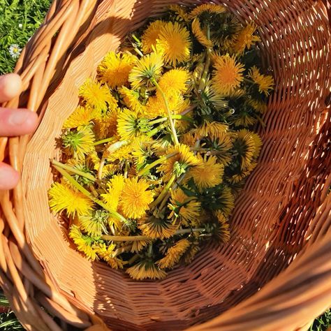 Yellow Cottagecore, Cottagecore Vibes, Dandelion Yellow, Blueberry Bushes, Dandelion Wish, Flower Therapy, My Spirit, Cottagecore Aesthetic, Spring Aesthetic