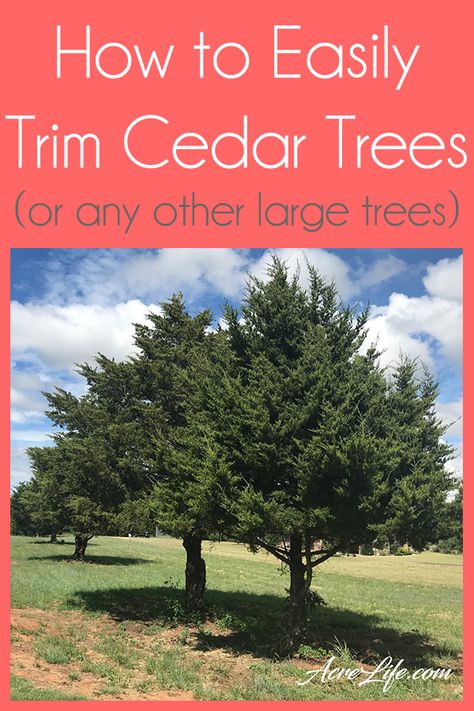 How To Trim Cedar Trees - Acre Life You can easily trim your cedar trees or any other large trees! Concan Texas, Free Land, Large Trees, Building Raised Garden Beds, Cedar Tree, Tiny Cottage, White Cedar, Cedar Trees, Tree Trimming