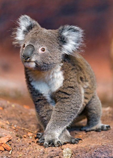 Koala Tattoo, Koala Drawing, Cute Animal Tattoos, Cute Koala Bear, The Wombats, Australia Animals, Cute Koala, Baby Koala, Endangered Animals