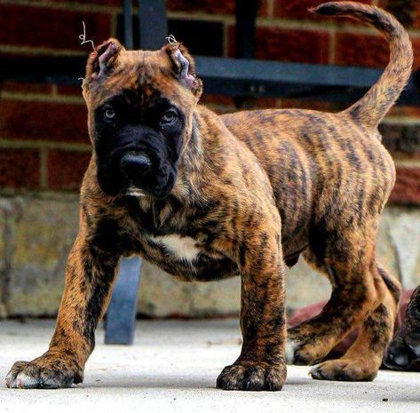 Chien Cane Corso, Mastiff Breeds, Giant Dog Breeds, Presa Canario, Bully Breeds Dogs, Cane Corso Puppies, Mastiff Puppies, Cane Corso Dog, Corso Dog