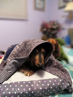 MY TAKE : Make your dachshund a tunnel bed / cuddle bed!  Weiner dogs love to burrow, and this cute bed gives them somewhere to tunnel. (Plus it's totally machine washable!) #puppy #dog Puppy pocket Cave bed Dachshund Bed, Cuddle Bed, Cute Bed, Weiner Dogs, Dapple Dachshund, Doxie Dogs, Cool Dog Beds, Weenie Dogs, Dogs Love