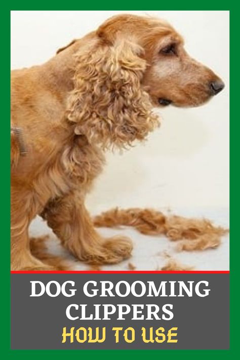 Your dog needs a trim, and you have bought some professional dog clippers? This article will guide you on how to use dog grooming clippers. #dogtreatment #guide #dogcare #dogcaretips Dog Trimming Pet Grooming, How To Use Dog Clippers, Golden Retriever Grooming, Dog Grooming Clippers, Dog Clippers, Long Haired Dogs, Dog Leg, Dog Needs, Lazy Dog