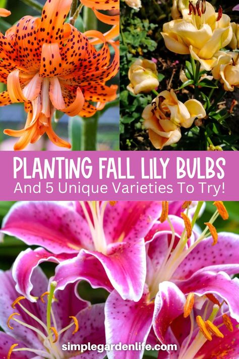 Planting Lily Bulbs This Fall - And 5 Unique Varieties To Try! Fall Bulb Planting, Stargazer Lilly, Martagon Lily, Fall Bulbs, Lily Bulbs, Asiatic Lilies, In The Summertime, Stargazer Lily, Lily Bloom