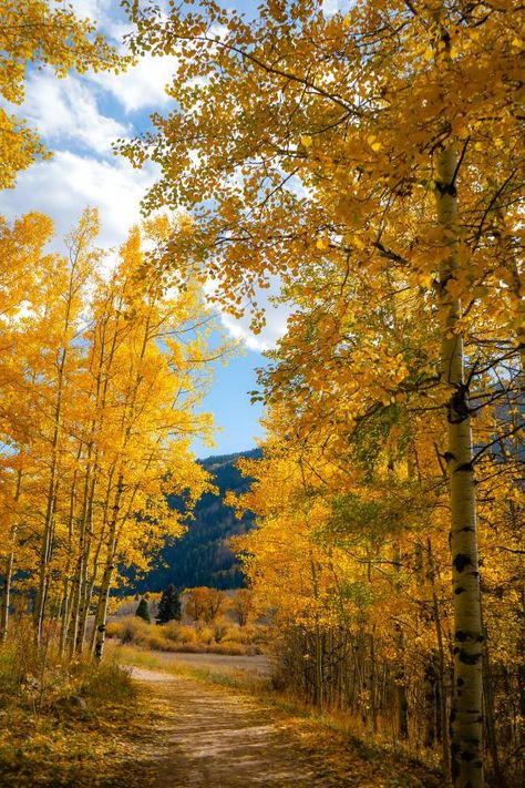 Colorado Nature, Trees Autumn, Road Trip To Colorado, Aspen Colorado, Aspen Trees, Colorado Travel, Autumn Scenery, Scenic Routes, Fall Pictures