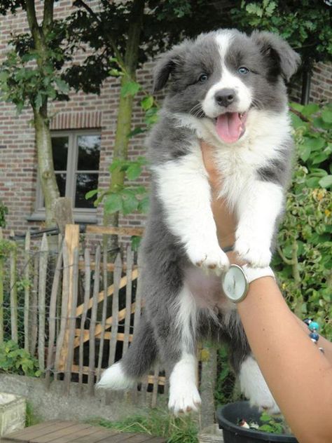 Adorable Grey/Blue Border Collie Border Collie Puppies, Collie Puppies, Labrador Retriever Puppies, Border Collie Dog, Herding Dogs, Collie Dog, Australian Shepherd, Beautiful Dogs, Border Collie