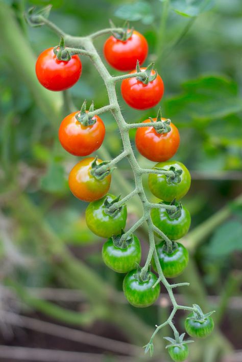 Moe Tattoo, Tomato Tattoo, Tomato Art, Kitchen Paintings, Cherry Tomato Plant, Fruit Tattoo, Tropical Kitchen, Tomato Vine, Baby Tomatoes