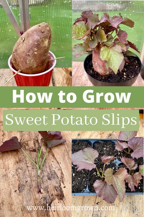 Learn how simple and rewarding growing sweet potato slips can be. I also let you know a simple trick to get your sweet potatoes sprouting faster. Hint its in the soil! How To Grow Sweet Potatoes, Best Sweet Potatoes, Vegetable Garden At Home, Grow Sweet Potatoes, Potato Box, Sweet Potato Slips, Growing Sweet Potatoes, How To Grow Vegetables, Home Decor Farmhouse Style