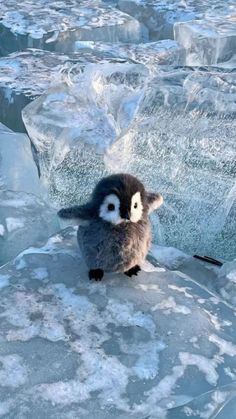 Cute Animals With Funny Captions, Funny Captions, Animal Facts, About Animals, Interesting Questions, I Can't Wait, It's Hard, Say What, You Smile