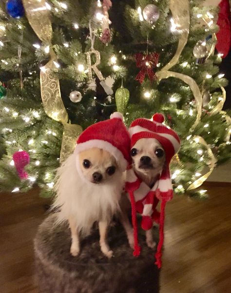 Santa's Little Helpers Chihuahua Pictures, Types Of Chihuahua, Chihuahua Teacup, Psy Chihuahua, Spoiled Pets, Chihuahua Mom, Long Haired Chihuahua, Christmas Dogs, Teacup Chihuahua