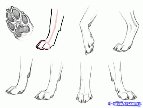 how-to-draw-a-wolf-dog-wolf-dog-hybrid-step-9_1_000000136057_5.gif 1,000×755 pixels Dog Paws Reference, Wolf Feet Drawing, Dog Feet Drawing, Dog Paw Sketch, Paw Sketch, Dog Paw Art, Dog Paw Drawing, Skeleton Sketch, Wolf Poses