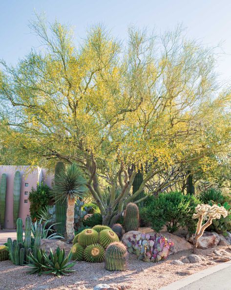 Pretty as a Picture - Phoenix Home & Garden Desert Landscaping Ideas, Desert Plants Landscaping, Desert Landscape Front Yard, Desert Landscaping Backyard, Desert Landscape Design, Desert Backyard, Xeriscape Landscaping, Arizona Backyard, Arizona Gardening