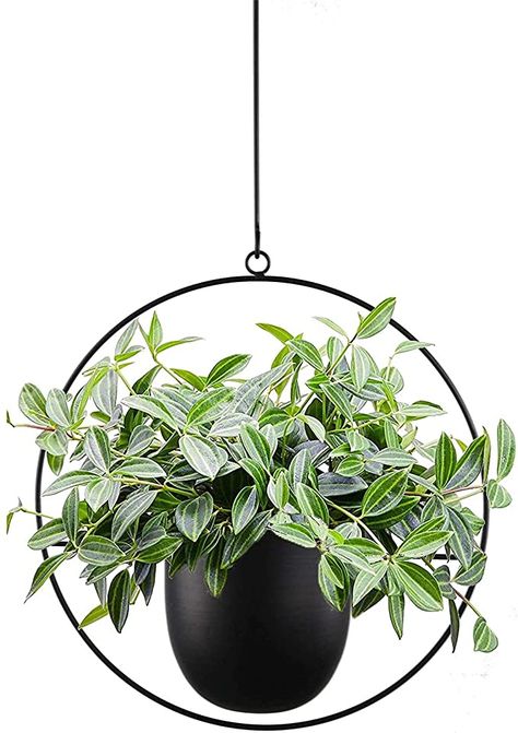 Mid Century Plants, Century Plant, Planting Pots, Potted Plants Outdoor, Large Flower Pots, Metal Plant Stand, Indoor Outdoor Planter, Herb Pots, Plant Stand Indoor