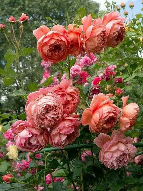 DA summer song Rosé Summer, نباتات منزلية, Austin Rose, Coral Roses, Longwood Gardens, Garden Shrubs, Shrub Roses, David Austin Roses, David Austin